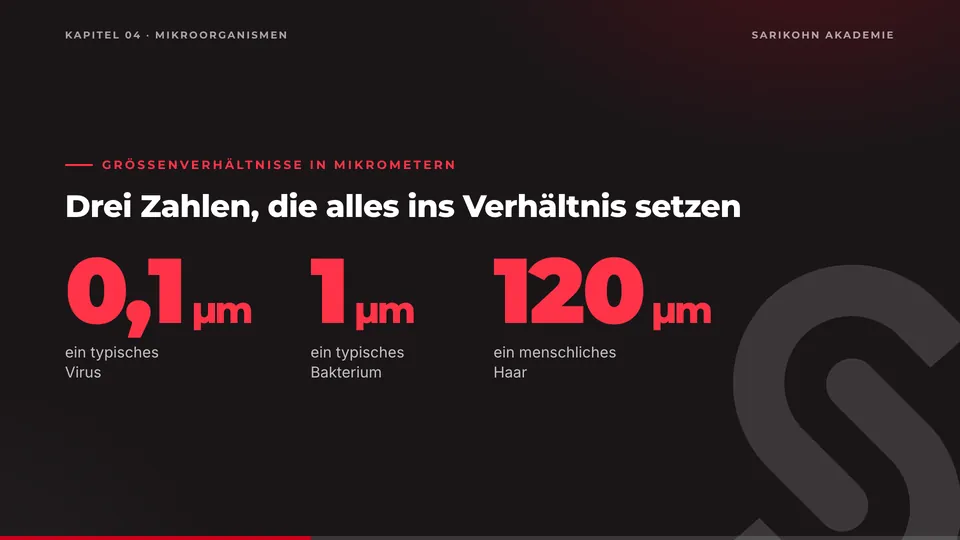 Folie „Drei Zahlen, die alles ins Verhältnis setzen“: 0,1 Mikrometer für ein typisches Virus, 1 Mikrometer für ein typisches Bakterium, 120 Mikrometer für ein menschliches Haar.